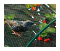 Filet de protection oiseaux BIRDNET